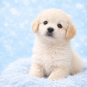 お別れを迎えた飼い主様へ