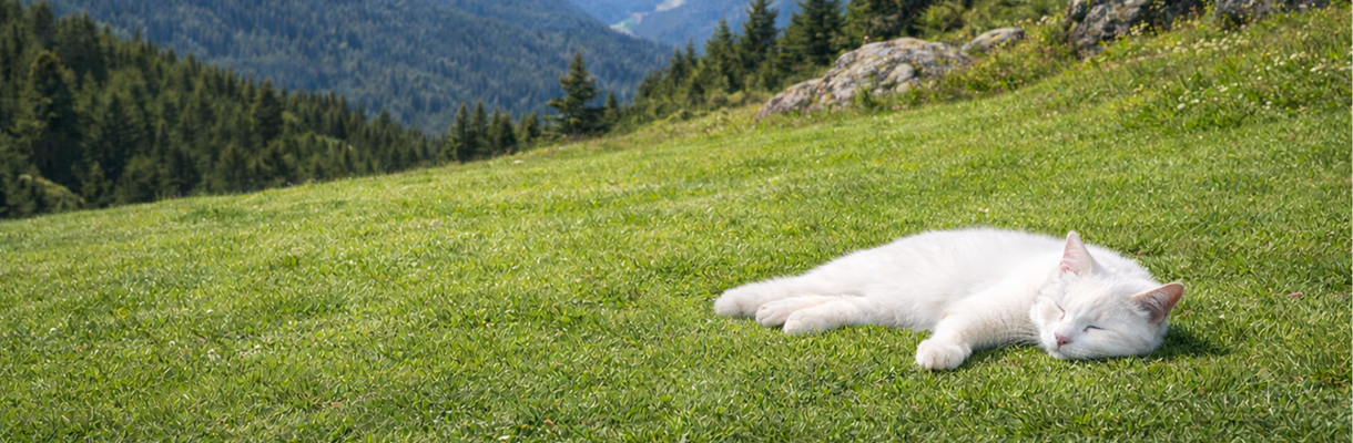 対応地域・交通費