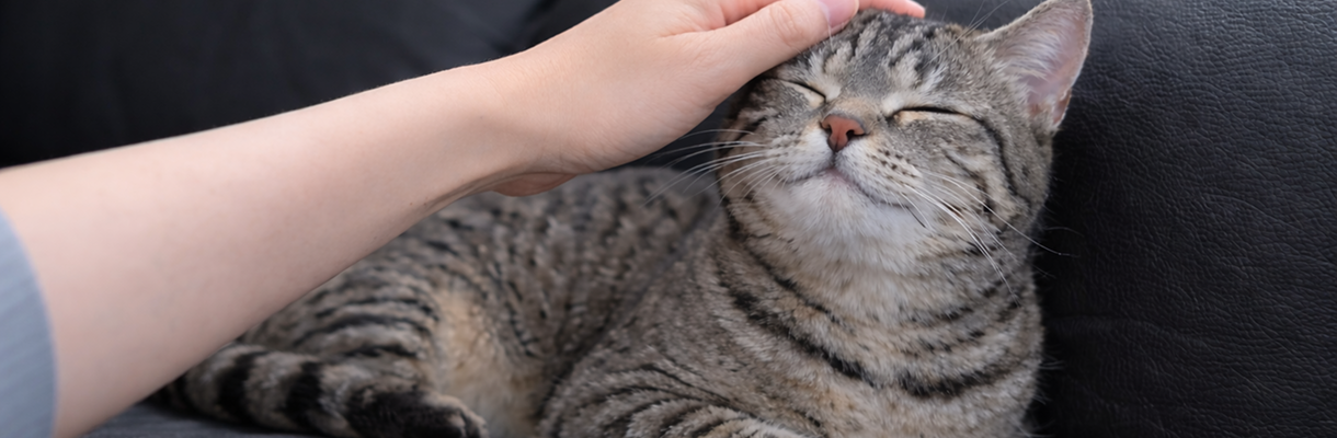 はじめての方へ